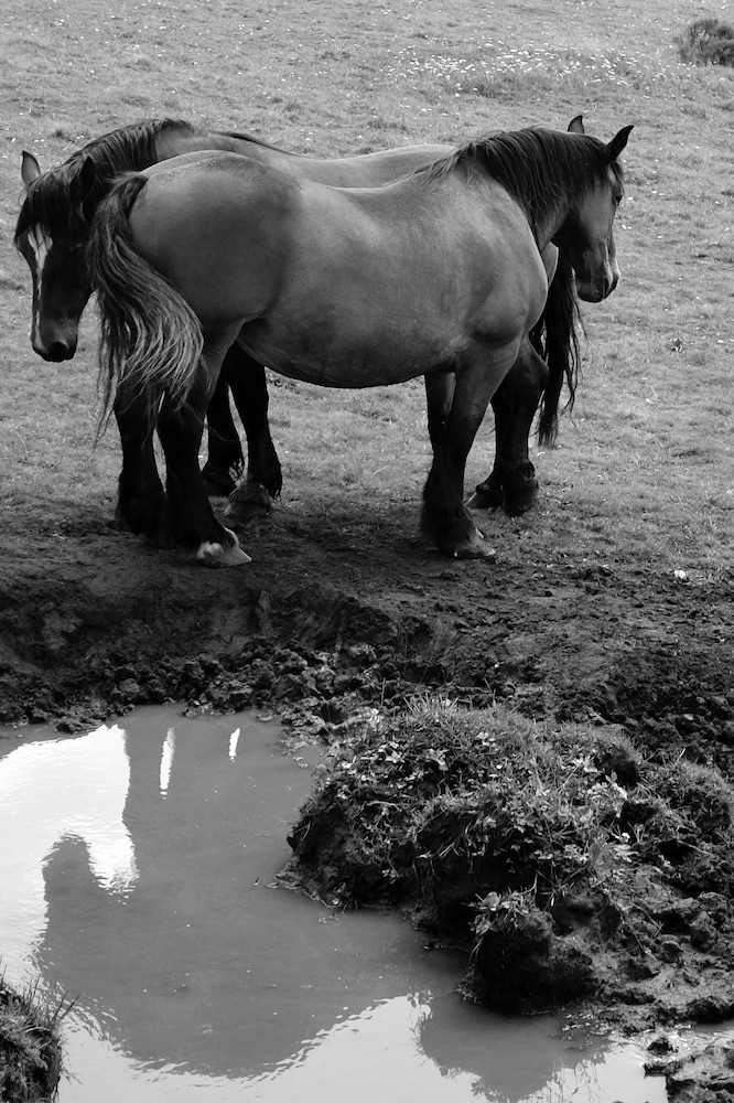 Aveyron chevaux Thérondels BASALTURE