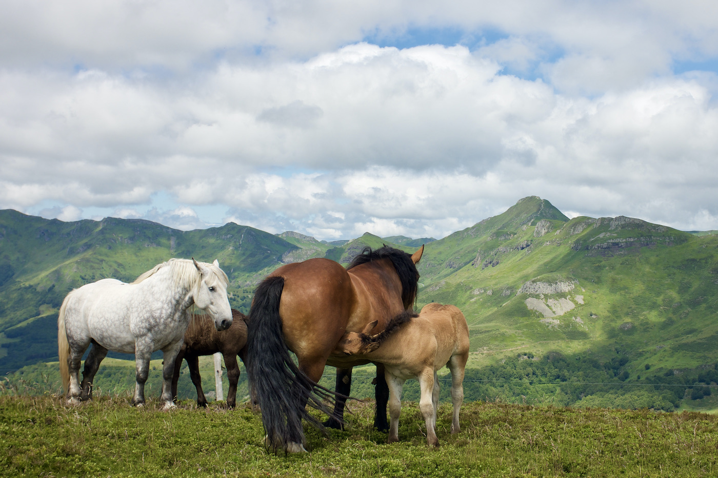 chevaux Aveyron BASALTURE